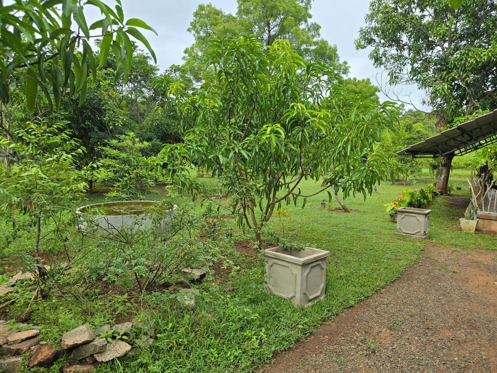 Ceylon Resort วิลปัตตู ภายนอก รูปภาพ